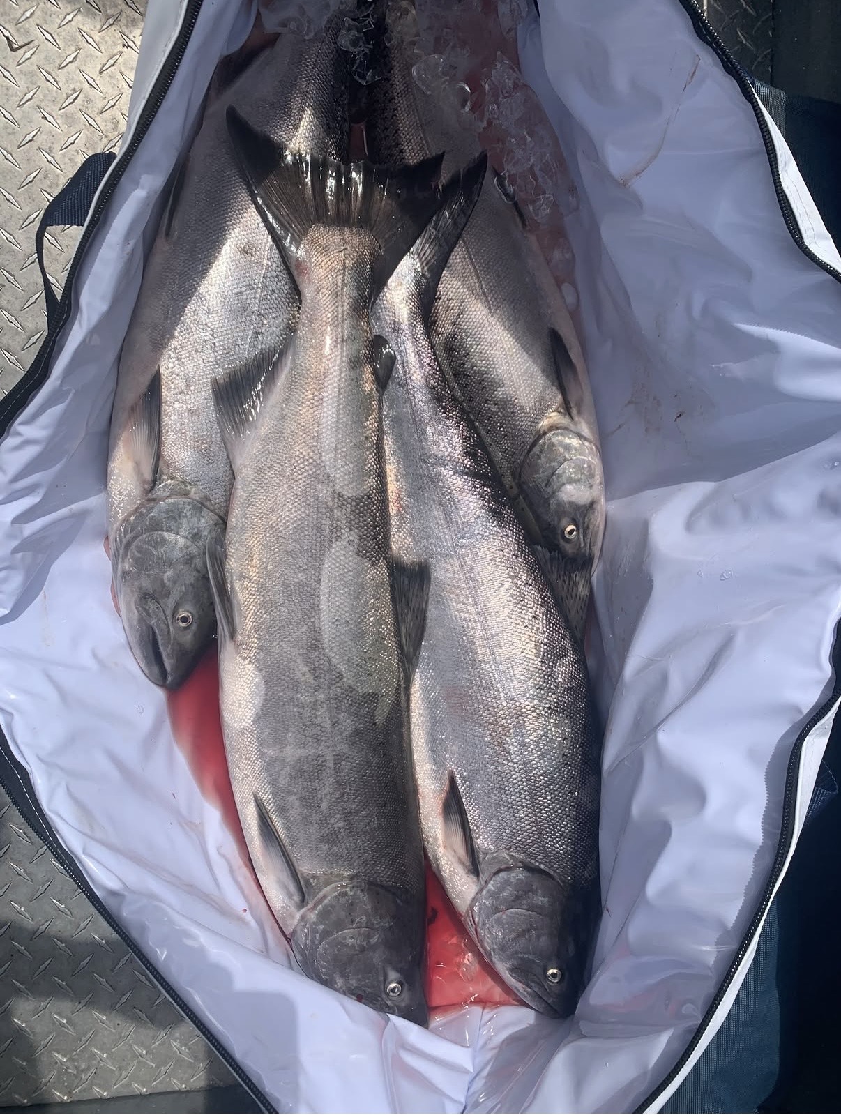 A fish bag full of freshly caught salmon on ice at the end of a guided trip