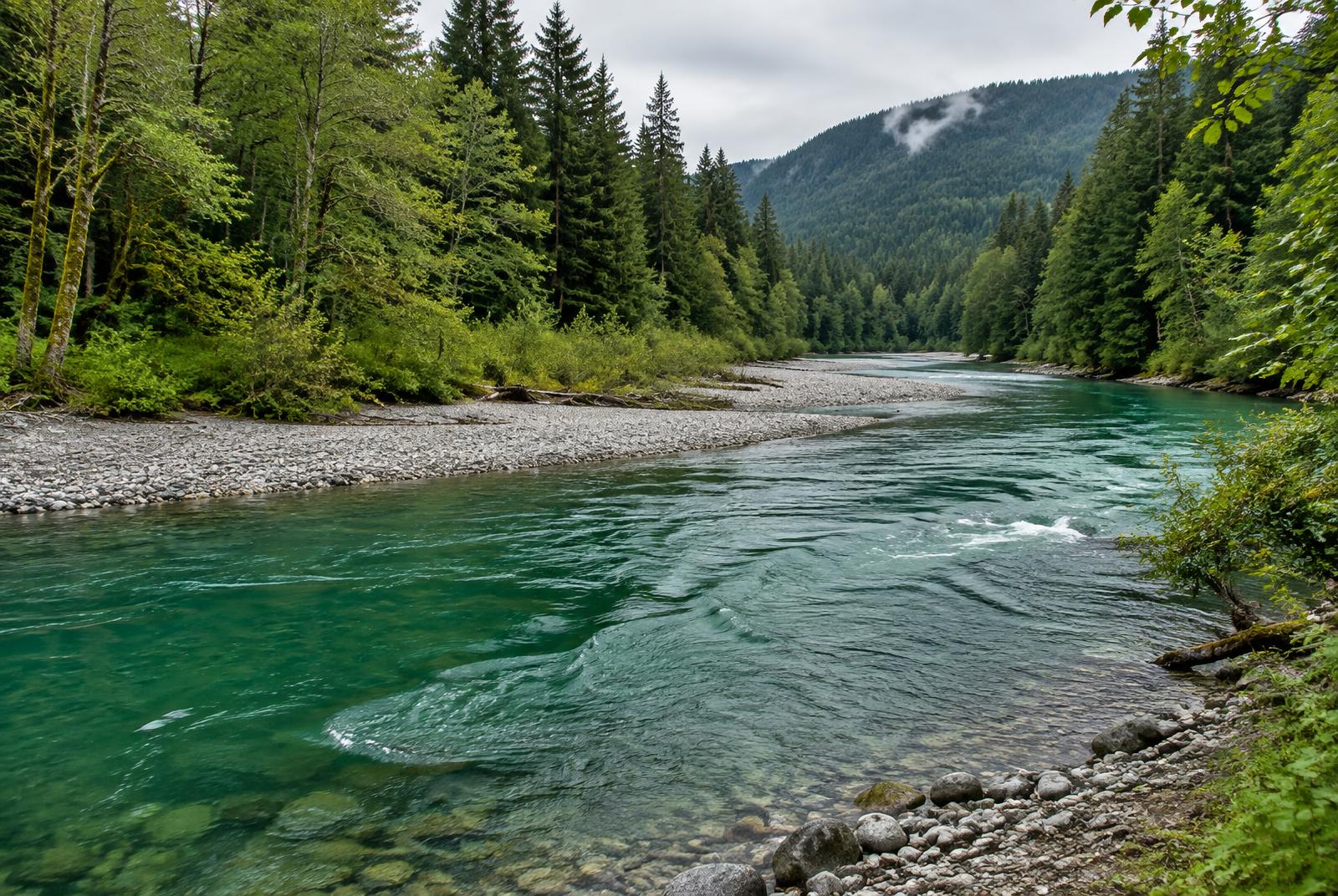 Emerald water of a forested Washington river flowing past gravel bars